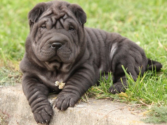 Chinese Shar Pei thumbnail